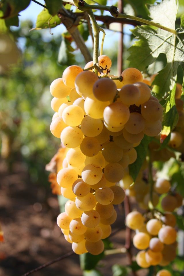 Uva moscato di Terracina